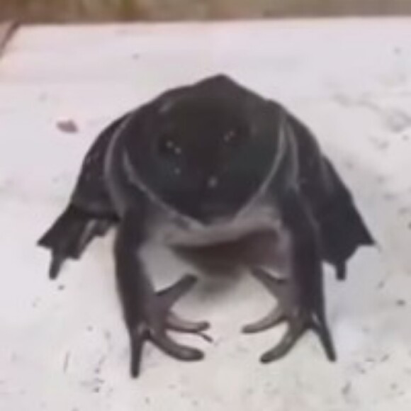 silasbeebe